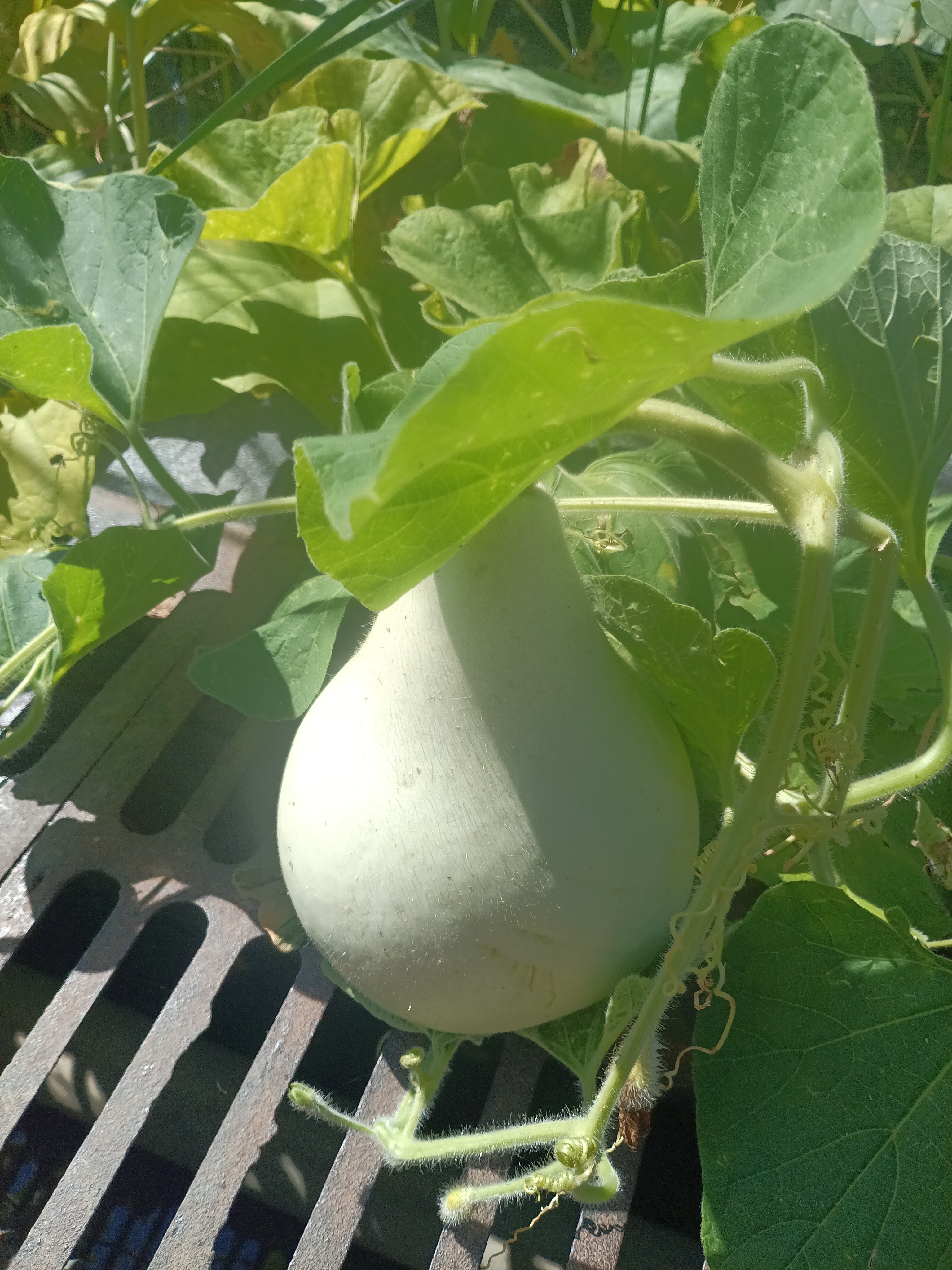 葫芦瓜：
瞧这阳光下的小葫芦瓜，挂在绿叶间，自然生长的绿色力量！🌞🥒