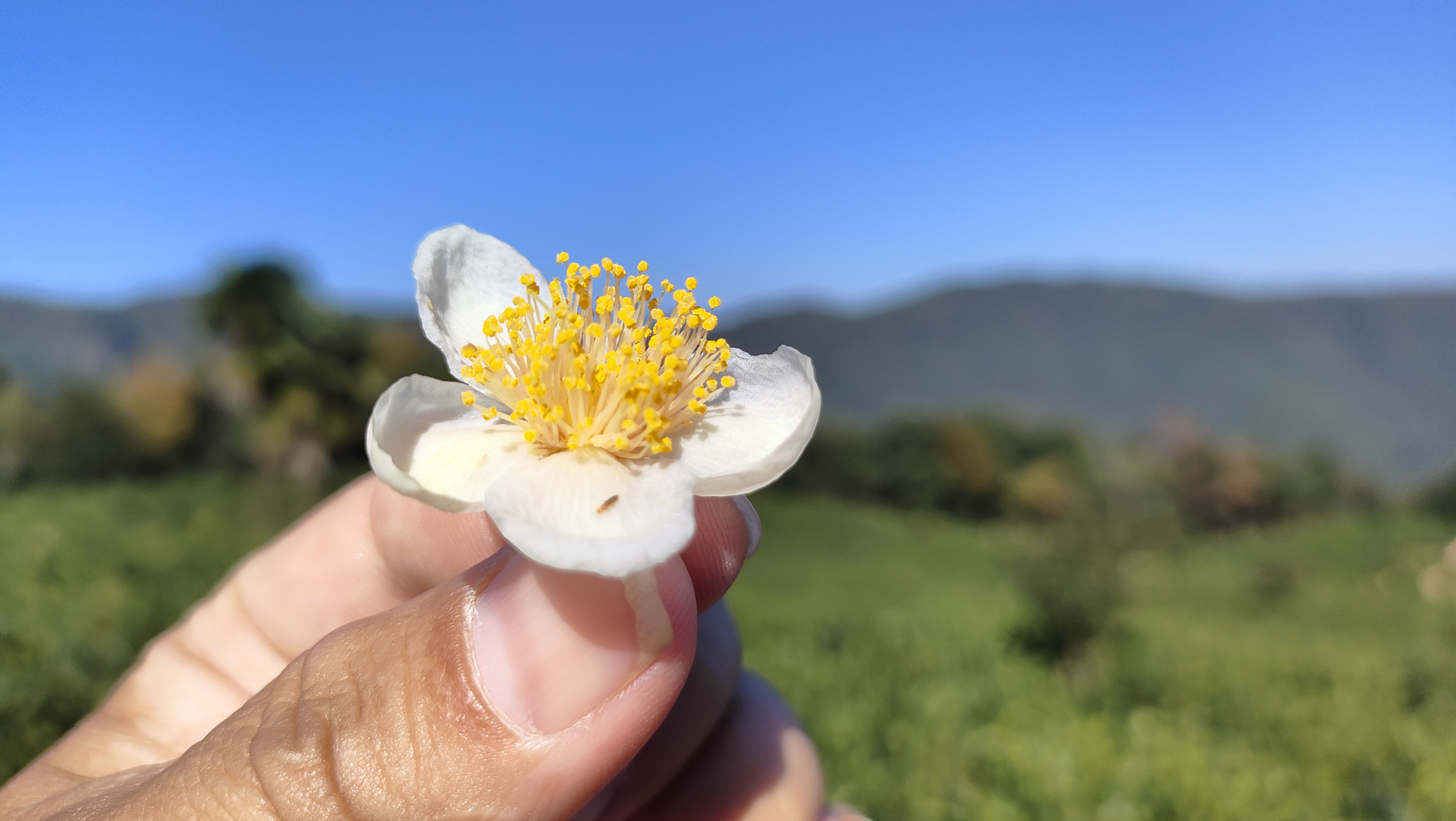 #美食之乡铅山# 茶花，这个季节的美食——花蜜！吃过没？#铅山身边事# 