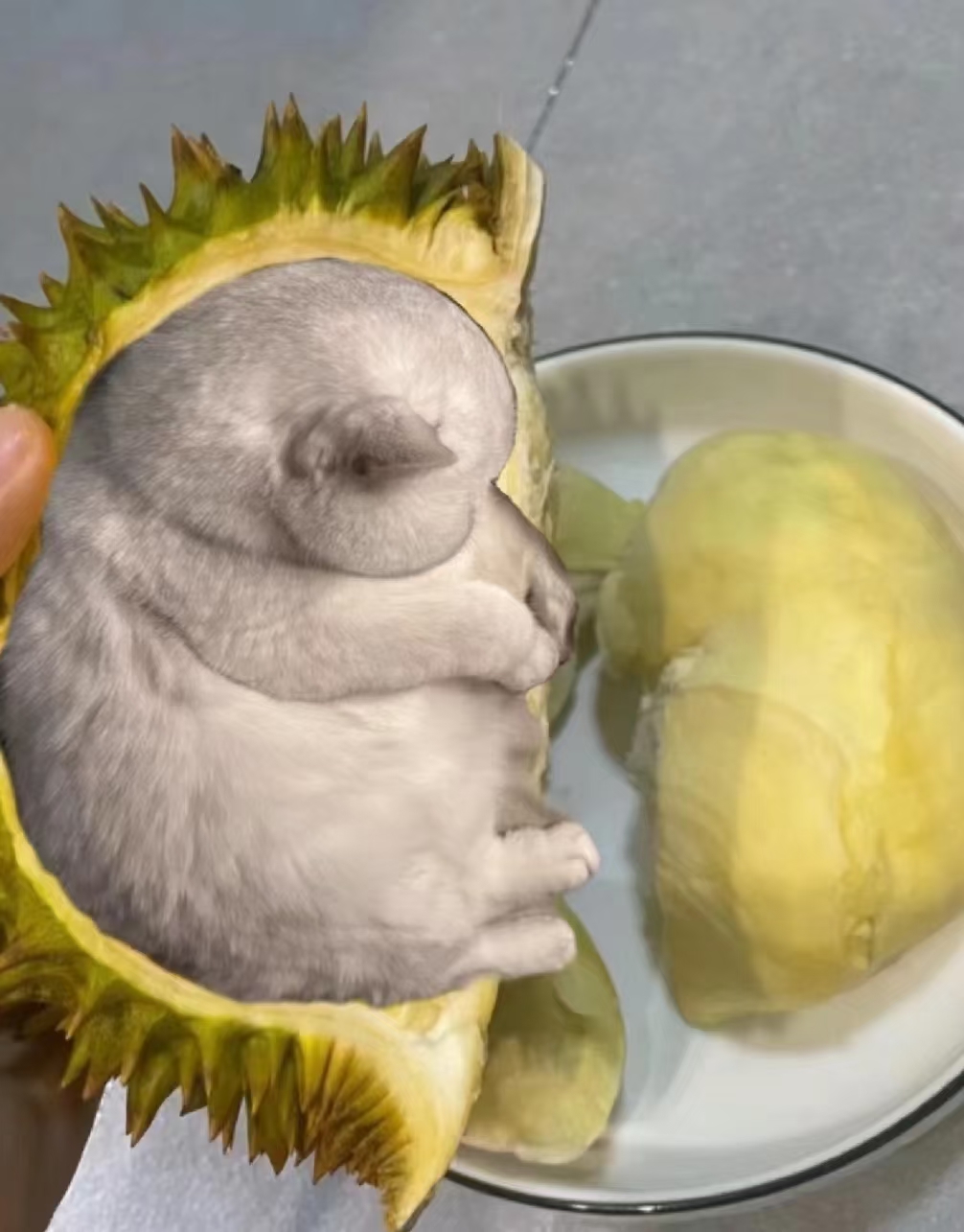 竟然有这么样的榴莲