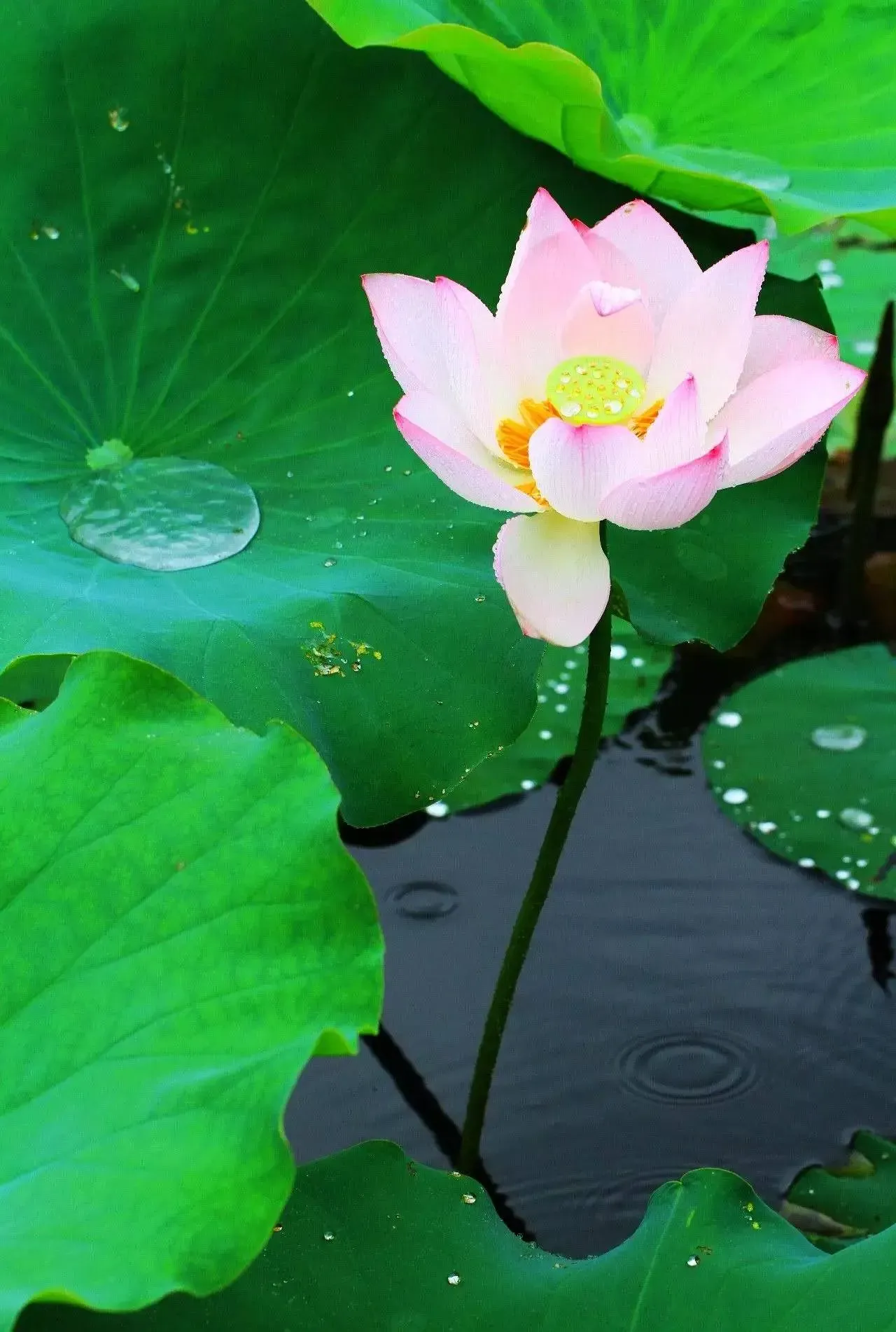 施肩吾的诗《夏雨后题青荷兰若》写尽夏雨洗礼后寺庙的宁静与美丽

施肩吾，字希圣，号东斋，古睦州分水县（今浙江桐庐）人，唐宪宗元和十五年进士。唐代著名诗人、道学家、民间开发澎湖第一人。

夏雨后题青荷兰