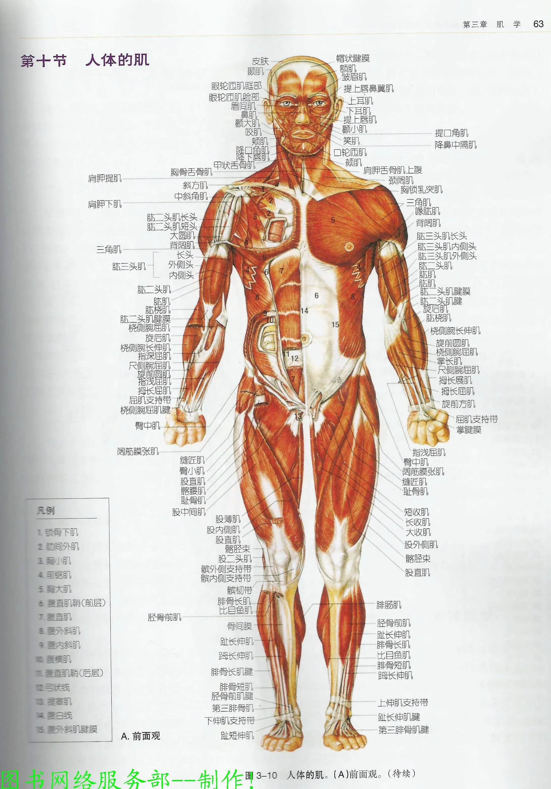 人体肌肉组织是构成人体运动系统的重要组成部分，具有收缩和舒张的功能，能够产生运动和维持身体姿势。以下是关于人体肌肉组织的详细介绍：


一、肌肉组织的分类
人体肌肉组织主要分为三种类型：骨骼肌、平滑肌