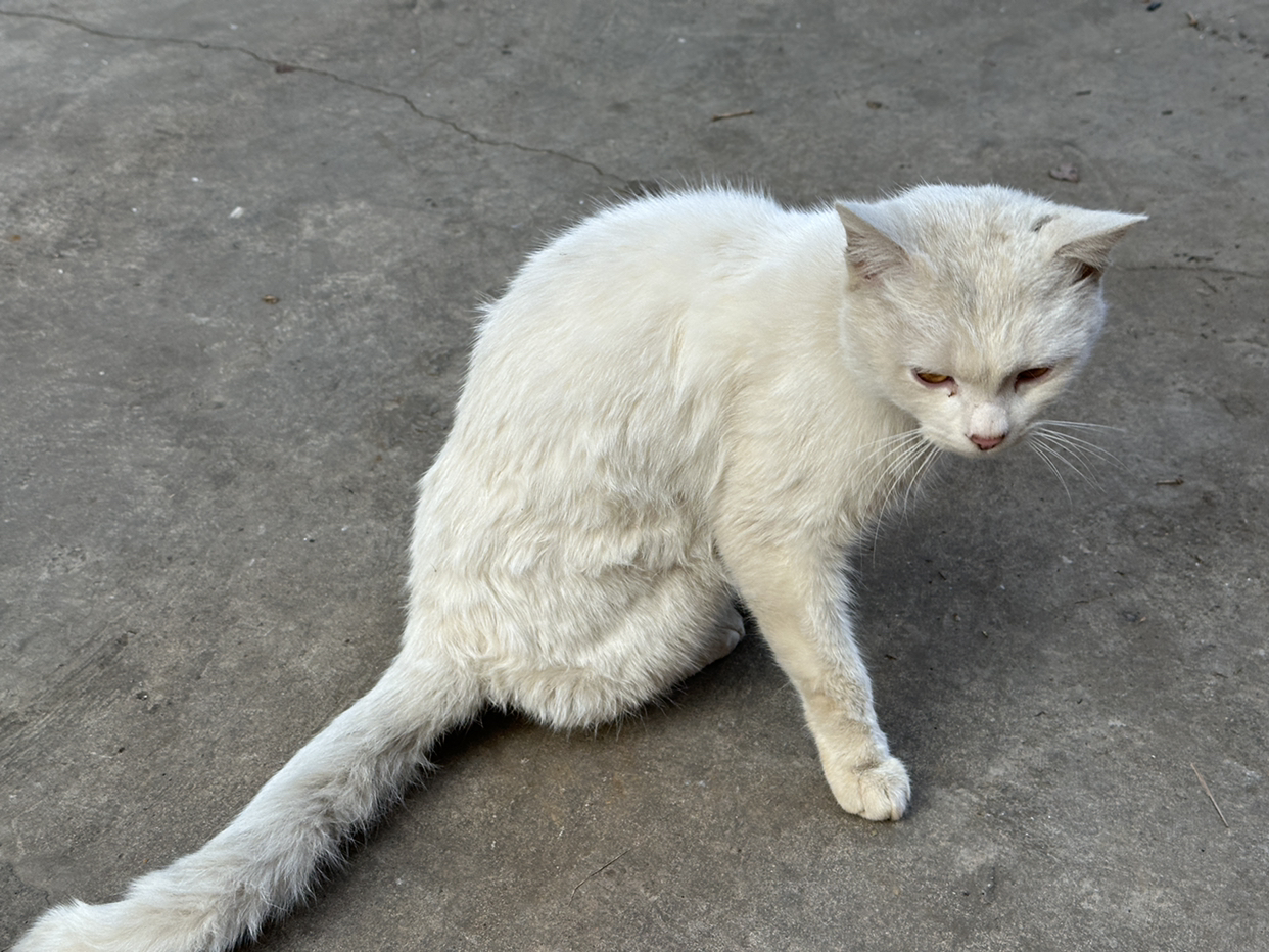 听说这只猫值两千块，不知道是不是真的，我们农村的猫一般都是十几块一只，甚至很多都不要钱的，这只为何会这么贵？