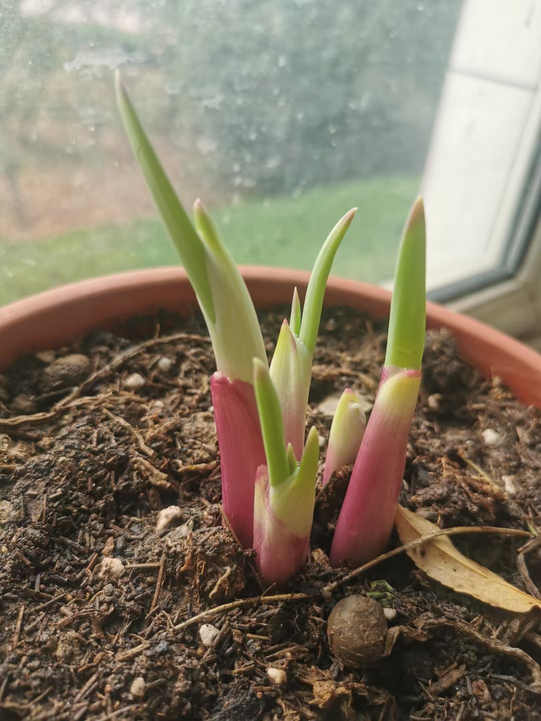 这是什么花呢？