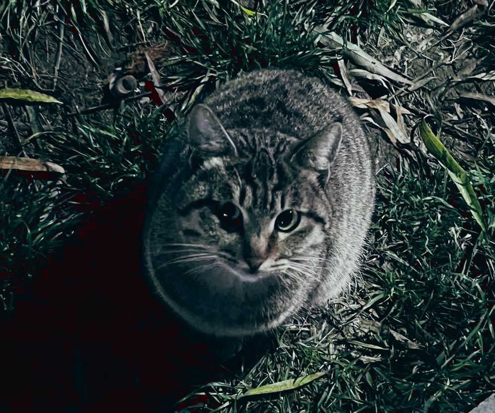 多么可爱的小猫咪呀！