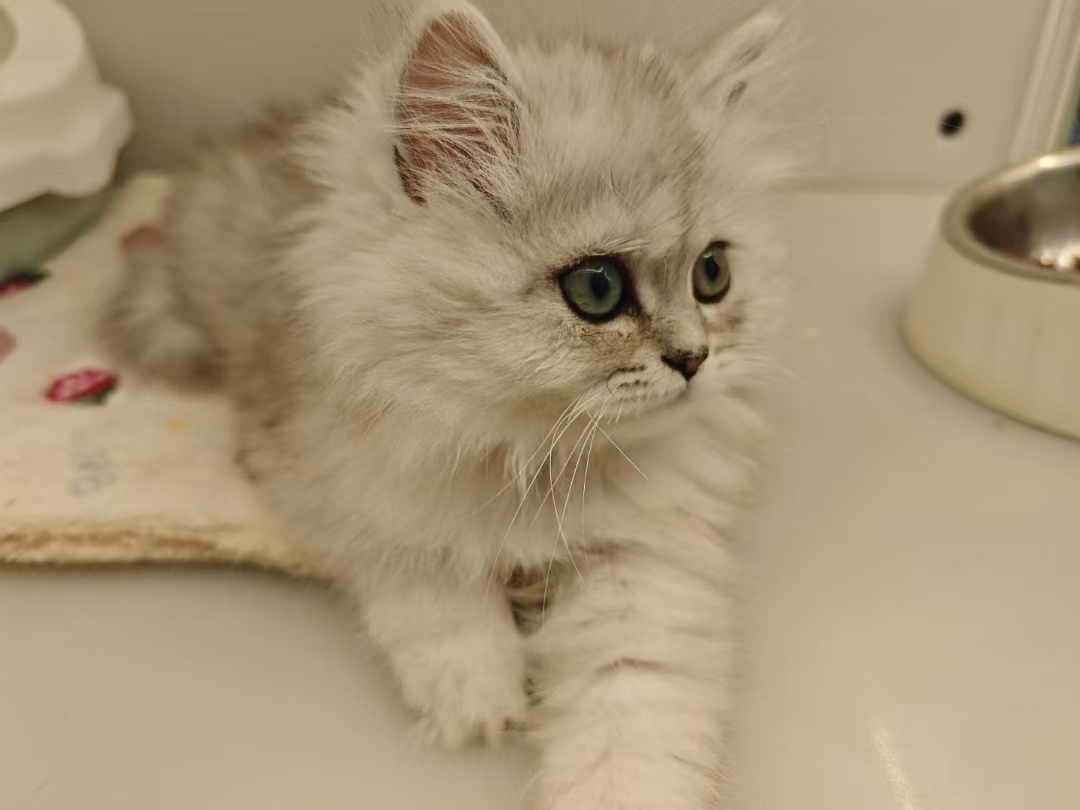 猫咪的世界你不懂？