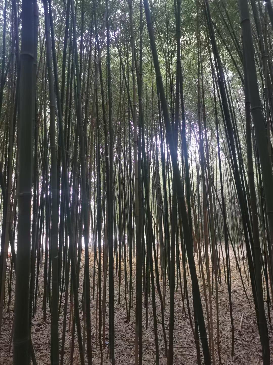 独坐幽篁里，弹琴复长啸。