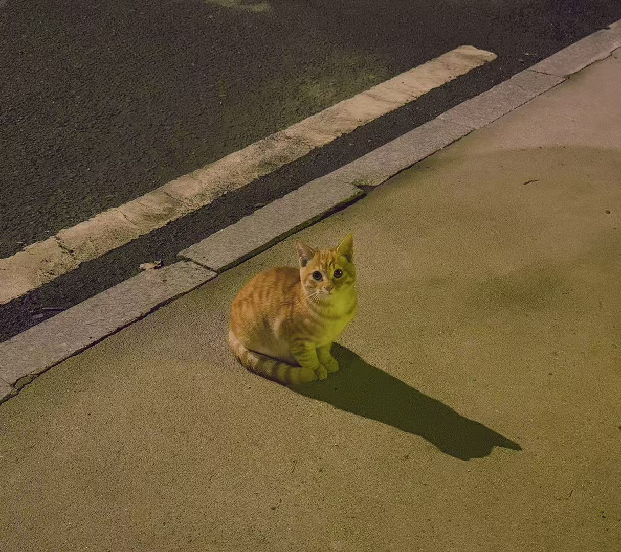 深情地望着你