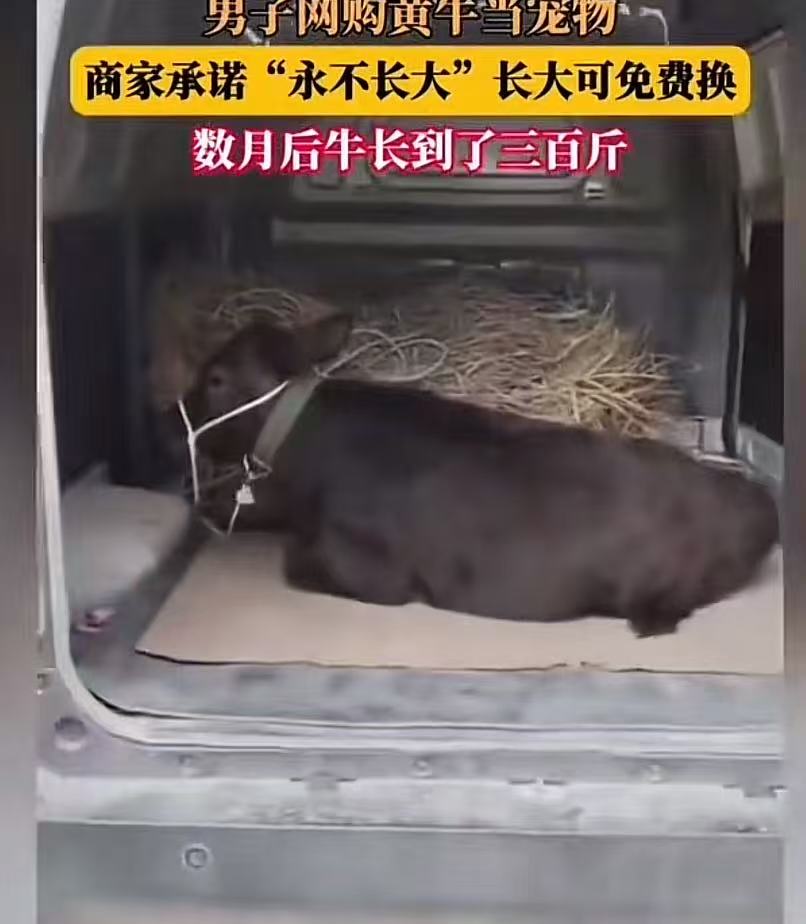 “原来真的有稳赚不赔的生意！”男子网购黄牛当宠物，商家承诺“永不长大”，如果长大可免费换！男子看后放心购买，但万万没想到数月后牛就疯长到三百斤，于是男子找商家理论，结局笑不活了！网友：合着让我免费养牛