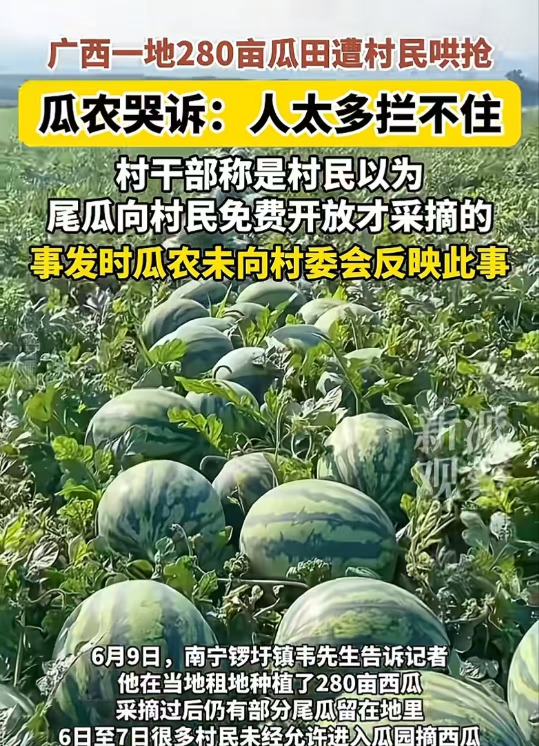 “广西南宁这次太丢人了！”南宁，一瓜园遭村民冲入哄抢西瓜，水管被压断，梯子被压断，损失2万多！村干部：“是个误会，村民以为尾瓜不要了，免费采摘！”网友：笑话！别人都阻拦了，还不住手就是抢劫！

（来源