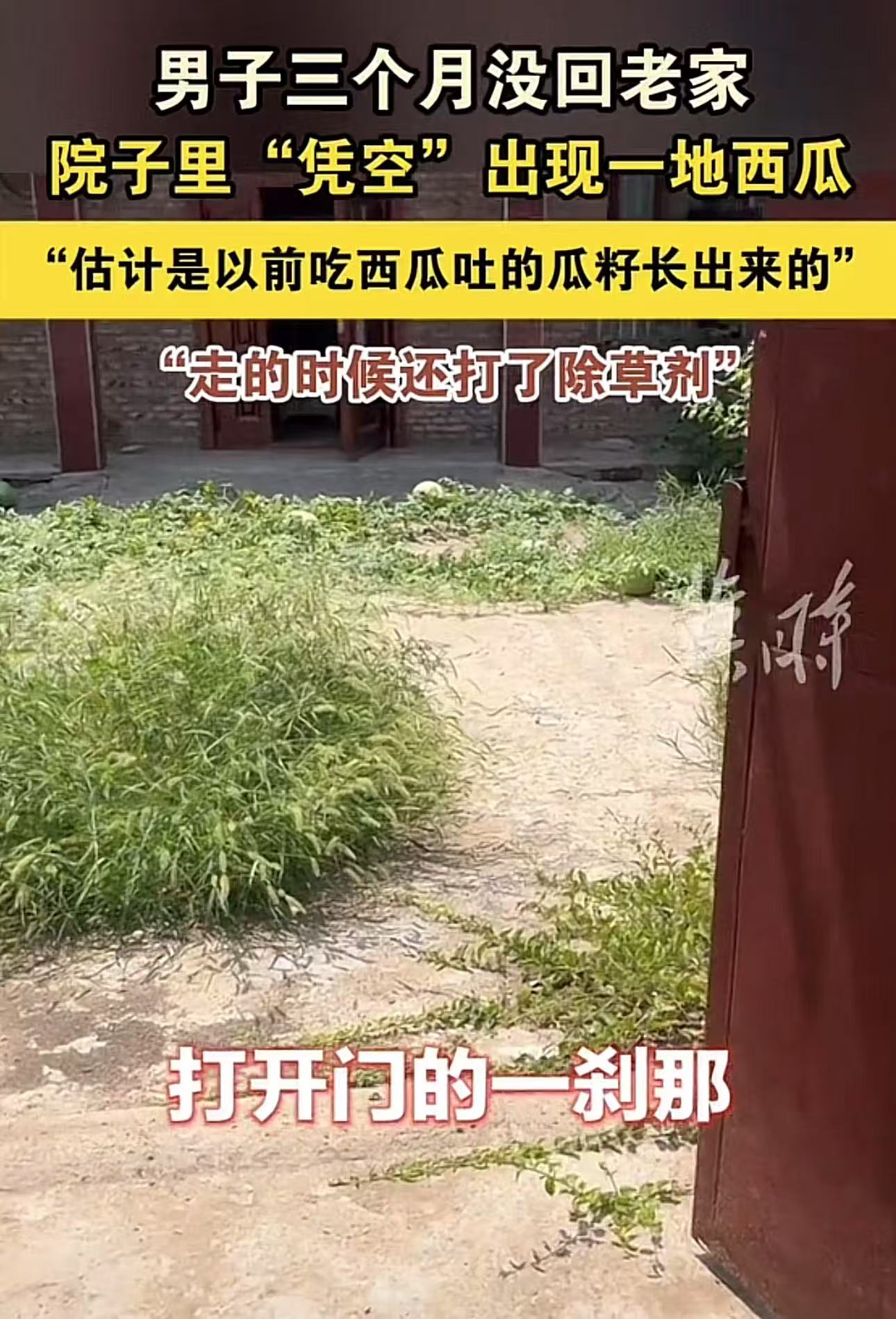 “无心插柳柳成荫！”男子三个月没回老家，打开门的一刹那，惊呆了，院子里居然凭空出现一地西瓜！可是院子都是水泥地，这西瓜到底是怎么长出来的？而且最大的居然还有15斤！男子摘了一个切开，还怪甜怪好吃的……