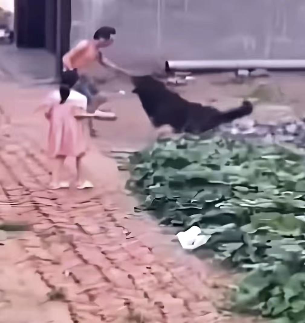 一家人外出闲逛，突遭恶犬袭击！男子为了保护妻子和女儿，单枪匹马勇斗恶犬，让人泪目！网友：男人除了怕老婆，什么都不怕，女人除了不怕老公，什么都怕！

男子陪着妻子和女儿一同出门散步，一家人漫步在乡间小道