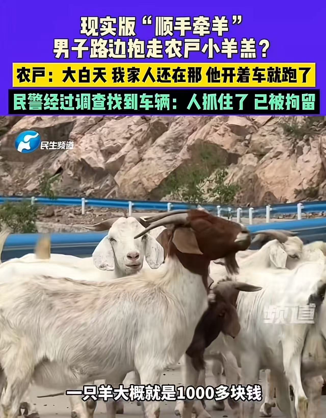 现实版“顺手牵羊”！河南济源，男子开车路过山路，看到路边有农户养的小羊羔，直接下车抱走一只小羊羔，然后开车就跑。农户看到惊呆了，自己人都在旁边，这抱走羊就跑，跟抢劫有什么区别？于是农户气愤报案，警方：