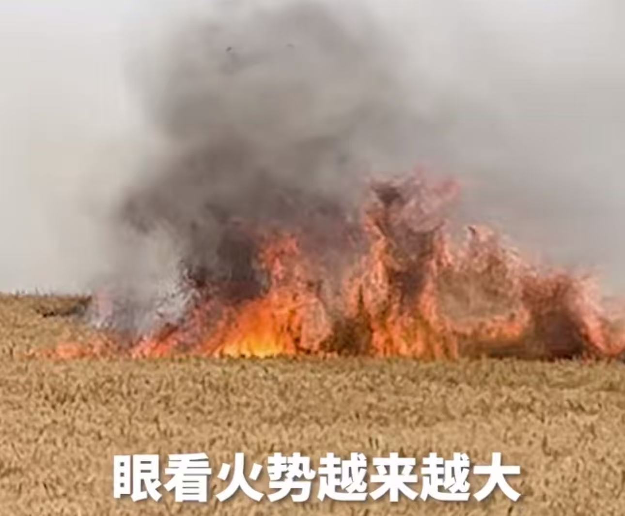 “我们也是普通的农民，太知道粮食的来之不易！”山东菏泽，一家三口开收割机回家，路遇麦田起火，丈夫二话不说驾驶收割机，果断冲入火海，帮助抢收！妻子：“虽然吓得腿软，但那一刻，他是我和孩子心中的超级英雄！
