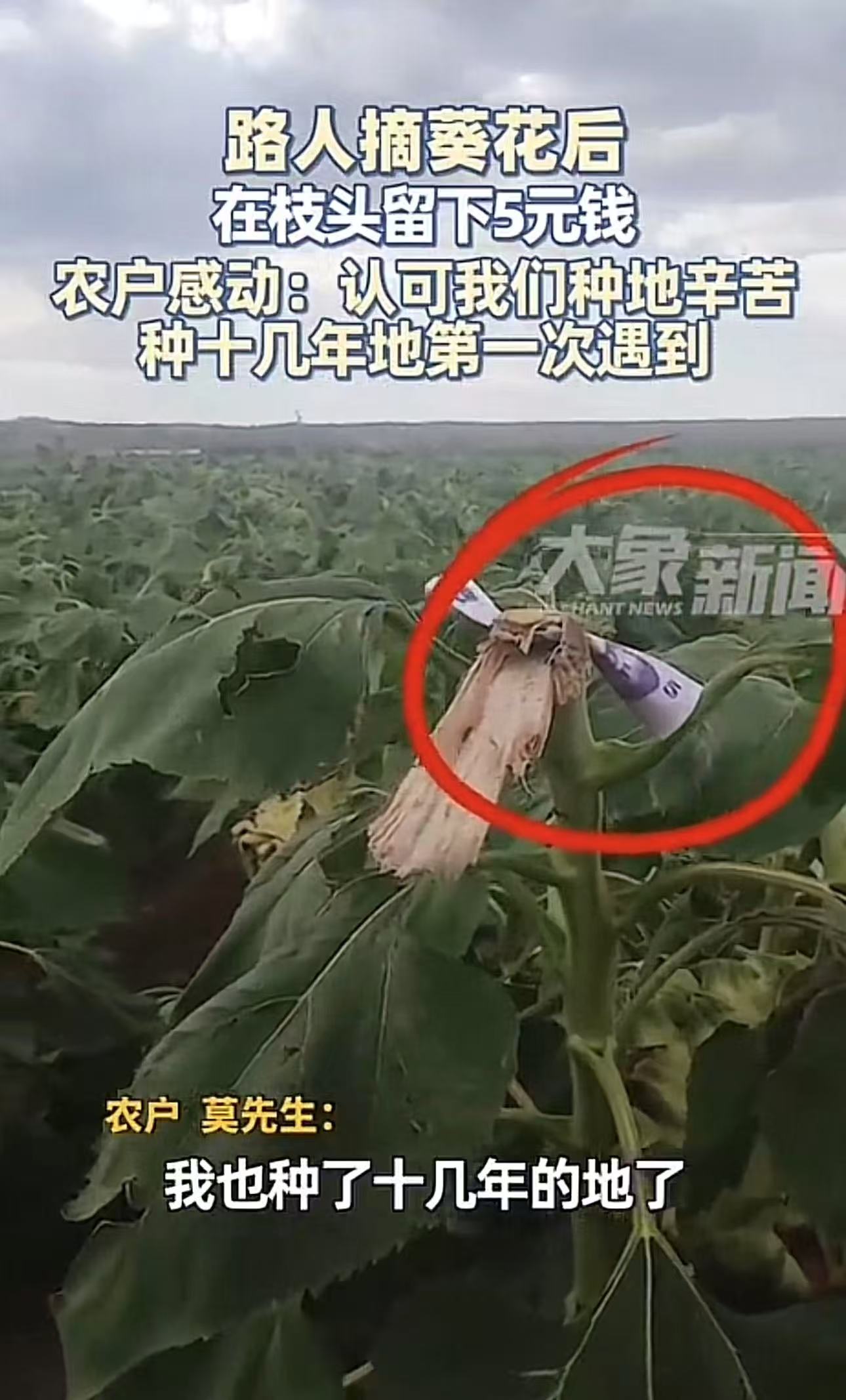 新疆，农户去田里发现种的葵花被人摘走了，顿时气愤的不行，可是看到枝头上的一样东西，农户瞬间不生气了，还被深深感动了！农户：“种了十几年地，第一次遇到这样的事情！”网友：这不是钱的事，是对种地的主人一个