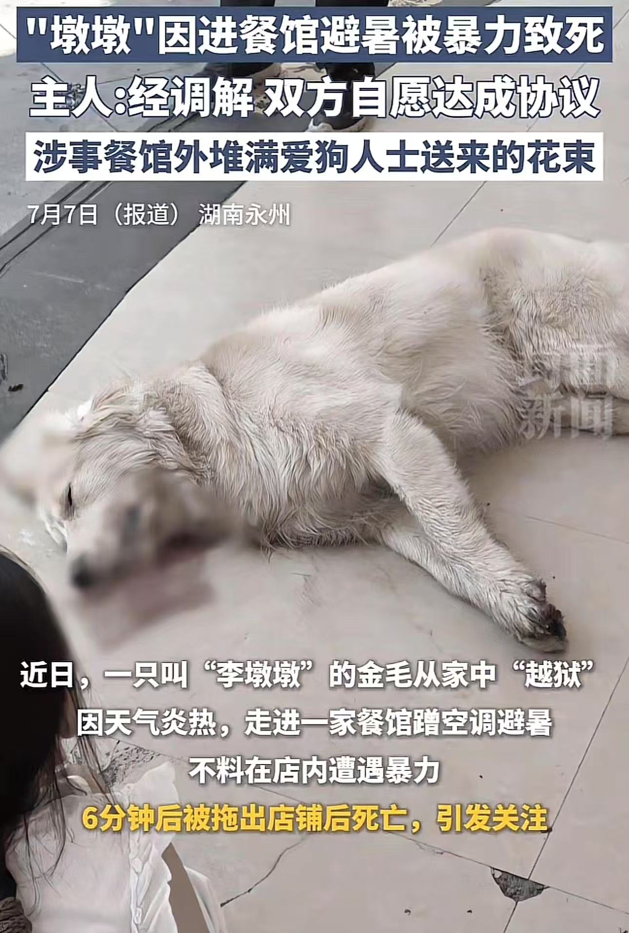 吵翻了！湖南永州，金毛跑到餐馆餐馆蹭空调，被店员殴打致死，引爱宠人士不满，在店门口烧香烧纸，让店里没法正常做生意！而网友炸锅了，有人说店主没有爱心，可以赶狗走但不能打死它！也有人说店家没毛病，这么大的