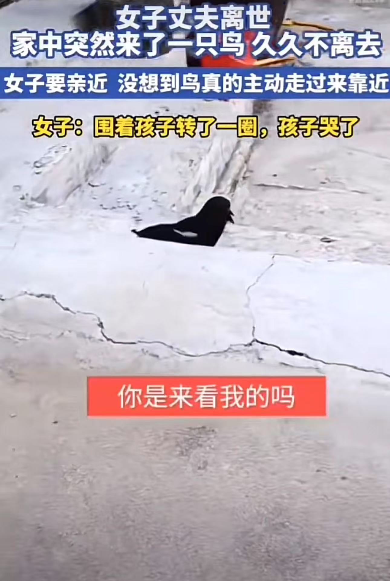 “这下彻底解释不清楚了！”山东，女子丈夫离世，家中突然来了一只鸟，久久不离去！更让女子惊奇的是，女子问：“是你回来了吗？”没想到鸟真的主动走过来靠近！网友：科学解释不了，那就用爱吧！

女子丈夫离世，