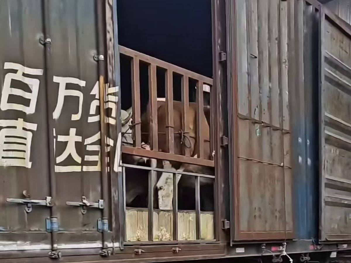 货运圈的“变形金刚”：那些让人目瞪口呆的奇葩车型

货运行业的竞争确实越来越激烈了，各种创新和改装层出不穷。今天，我们就一起来看看那些在路上跑的特别拉货车，了解一下这个行业究竟是被哪些车给“搅动”起来