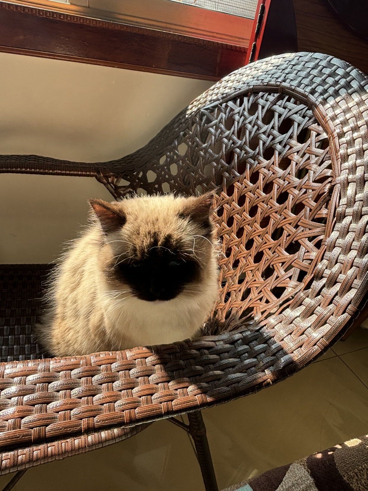 饭后晒太阳撸猫还是不错的，猫：你猜我脸为啥那么黑