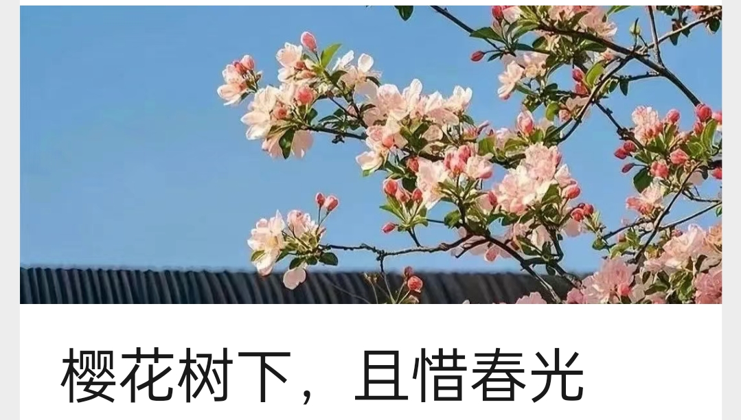 文化路上的樱花   你约了吗
文化路上的樱花，是春日里最动人的诗篇。白色的樱花，如同纯净的仙子，在枝头肆意舒展，开得那般张狂，毫无保留地向世人展示着自己的纯洁与美丽；粉红色的樱花，则似娇羞的少女，粉腮