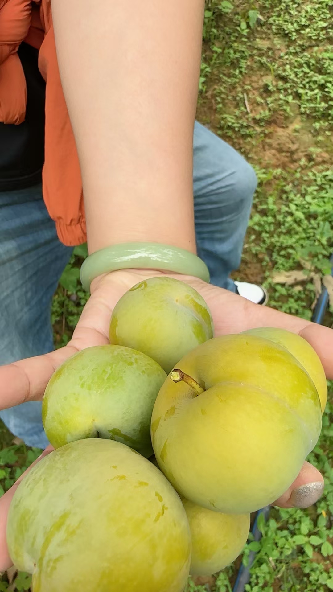 蜂糖李，好好吃哦