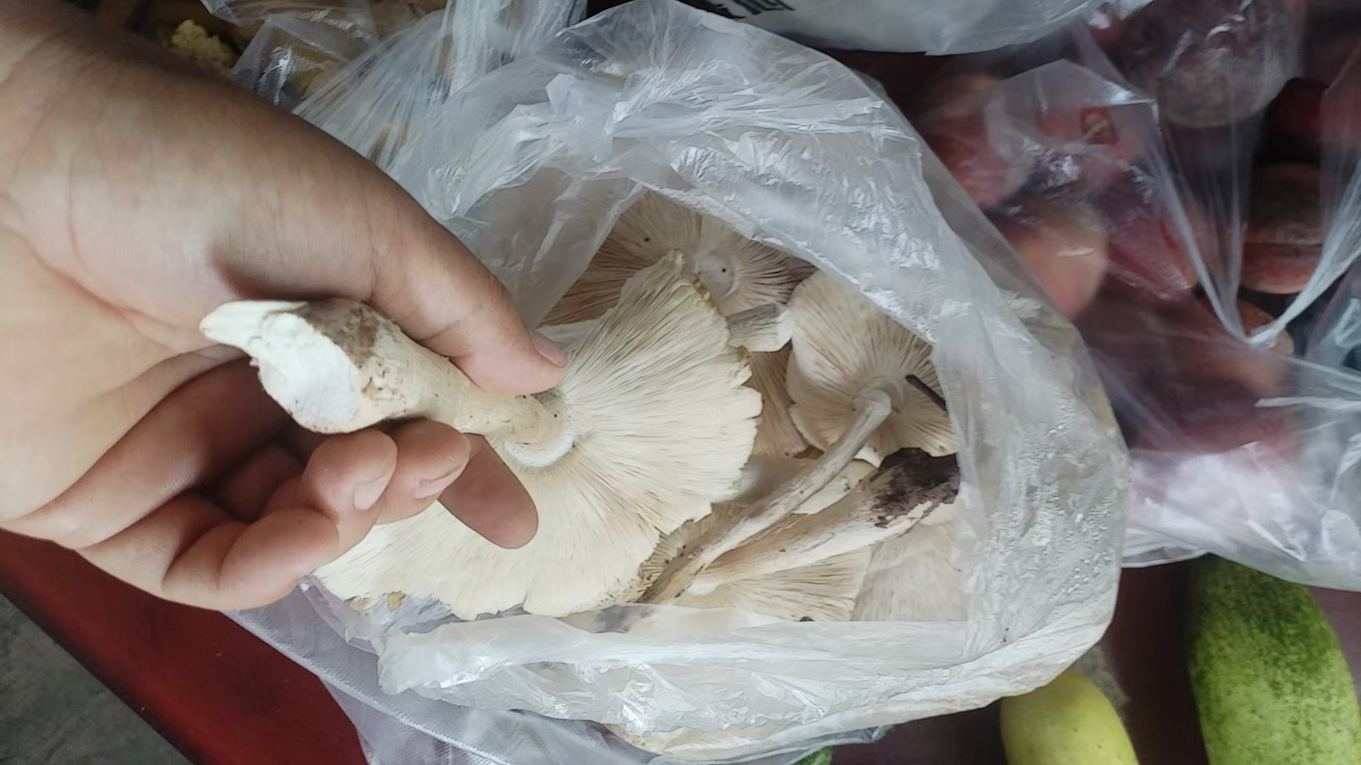 农村人的快乐，你无法懂得，三八枯已被住大城市的老板们炖鸡了，李子被媳妇儿吃了，我唯一剩下就是路亚竿手艺又进了一大不，今日路亚8条马口，已放流