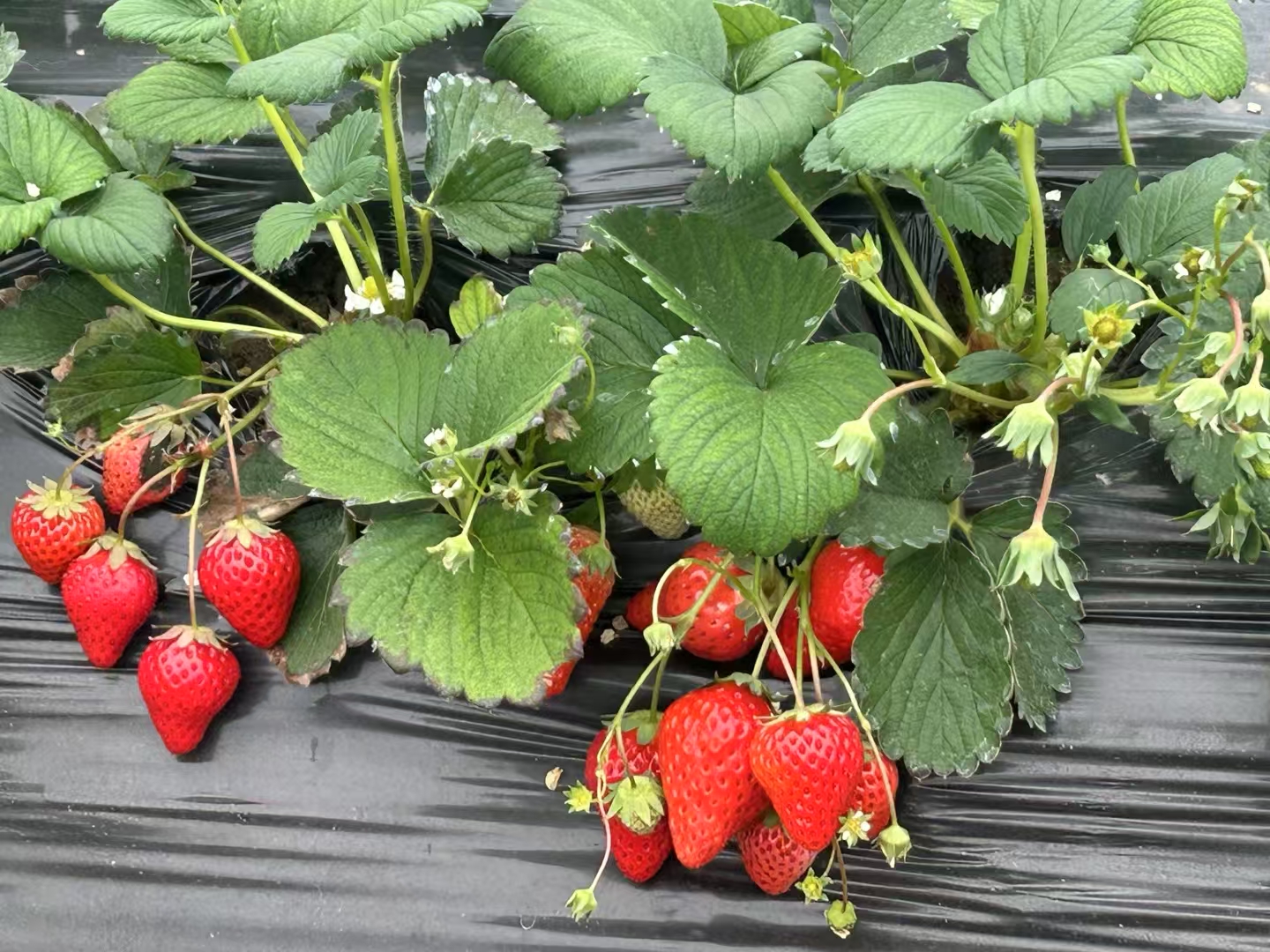 这个天气好呀，适合摘草莓🍓