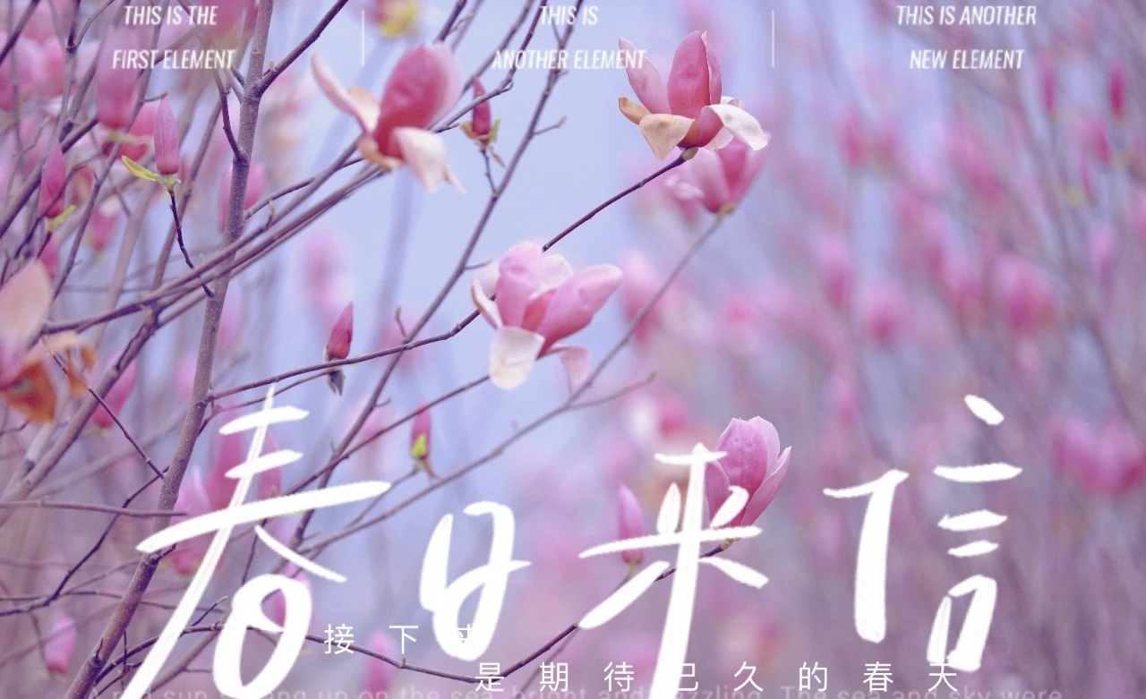 多么美的玉兰花啊！快来我们恭城踏春看玉兰花吧！