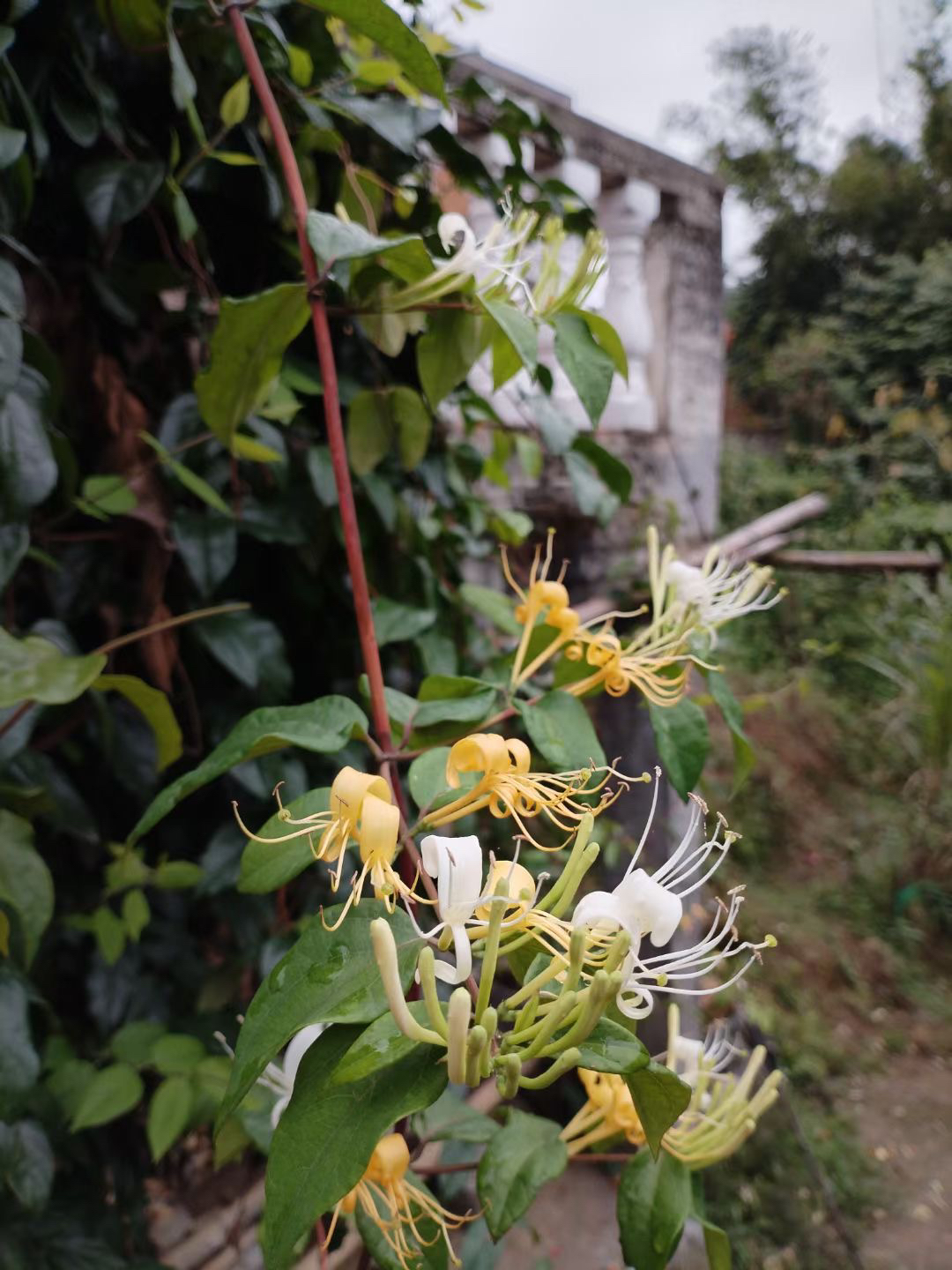 今年你们是在城市还是农村过年呢？虽然说不是旺盛季节，有花就好！🫴过来泡一壶新鲜的花茶给你喝😁😁😁