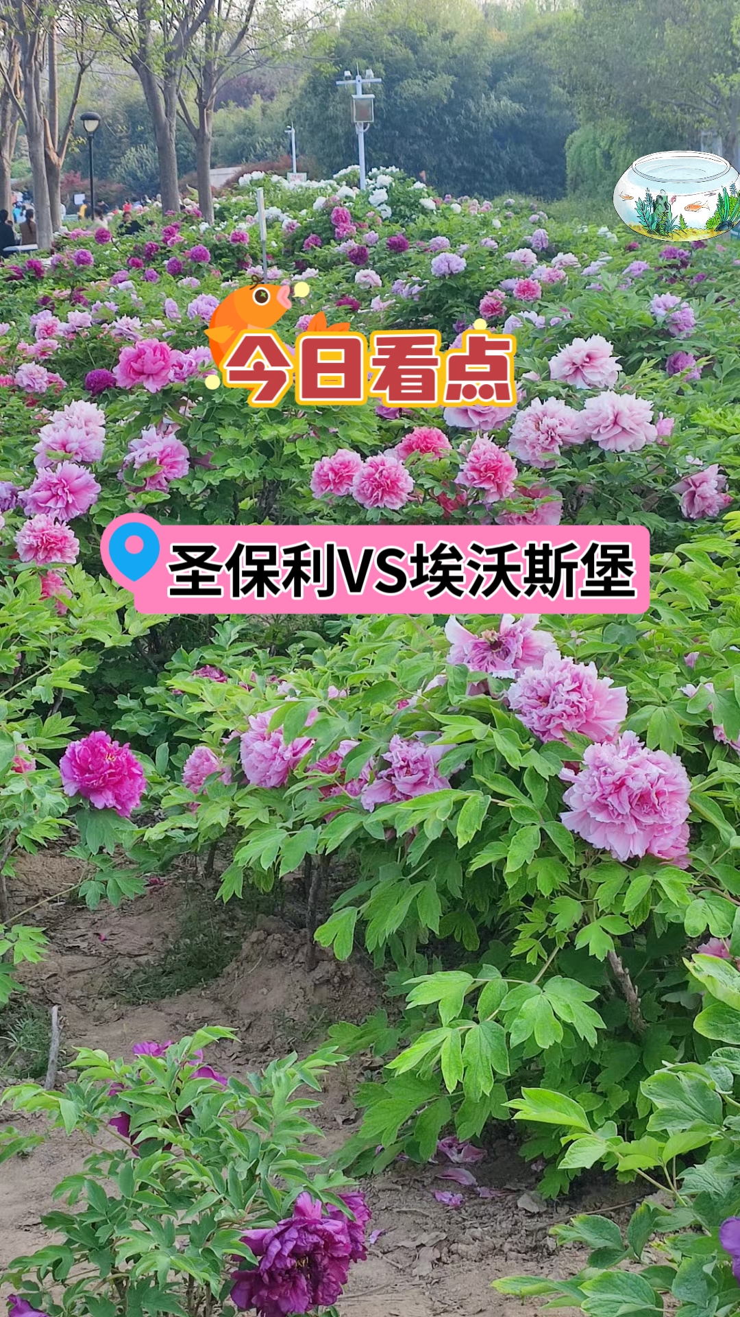 圣保利上轮联赛失利卡尔斯鲁，终于止连胜势头，球队满腹怨气，加上他们为了榜首位置，必须全力抢分争胜，此番面对不在状态的艾华斯堡，圣保利必定会拿对手泄愤。
