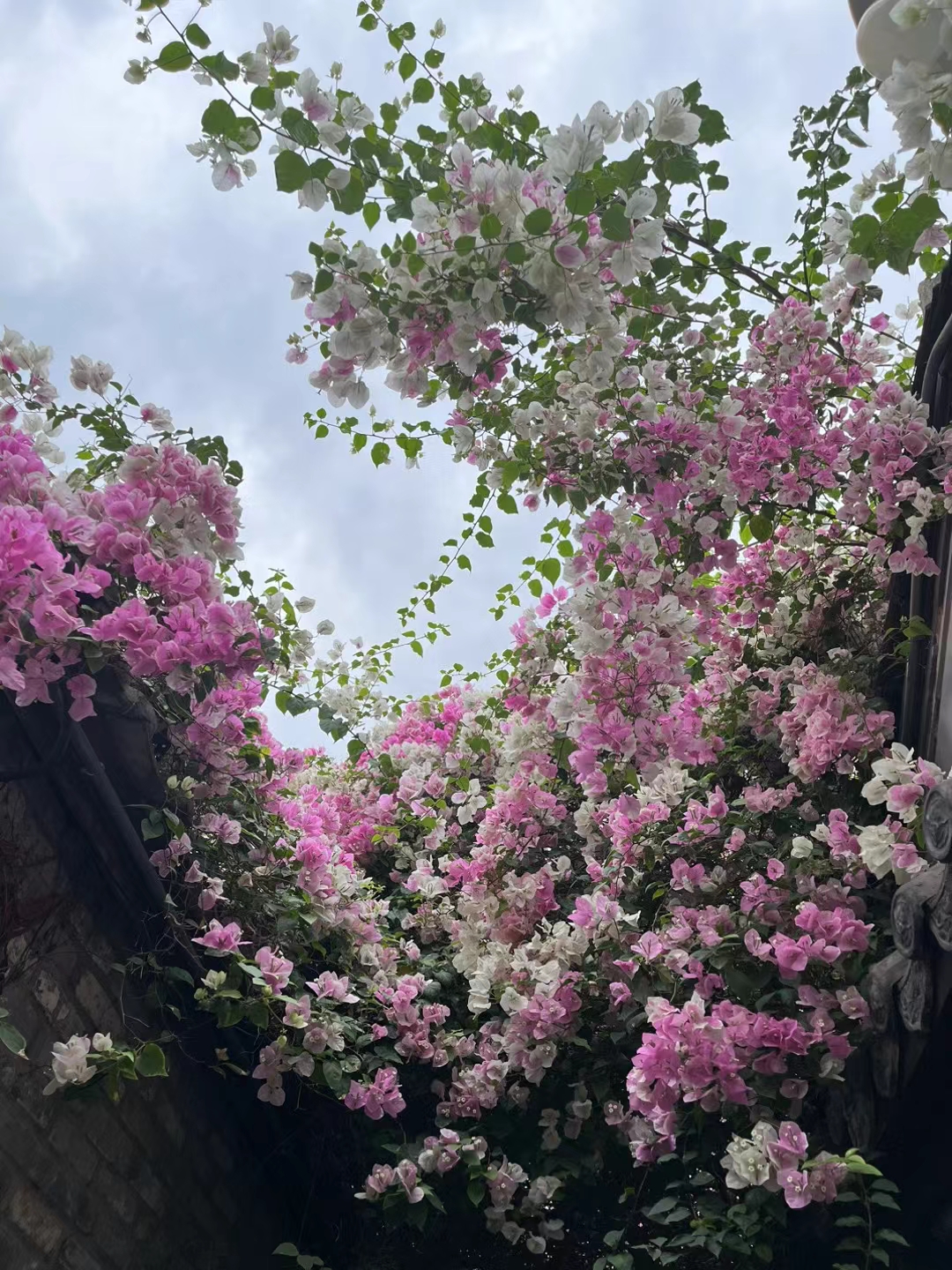 008 弗罗西诺vs博洛尼亚
费辛隆尼实力羸弱，已经连续9轮联赛未尝胜绩(3和6负)，排名直降末流之列，护级警报已经拉响，内忧外患的费辛隆尼是役败局已定。更加值得一提的是，博洛尼亚正处于意甲客场三连胜