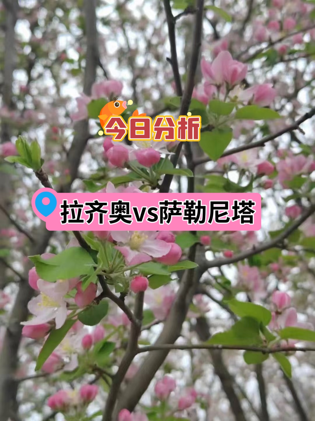 萨勒尼塔在意甲那 是人见人欺，他们本赛季已经达到20场失利，其中作客输了10场合计达到32个失球，足见萨勒尼塔本场比赛必败无疑。另外，萨勒尼塔过去4场作客有3场单场失3球或以上。