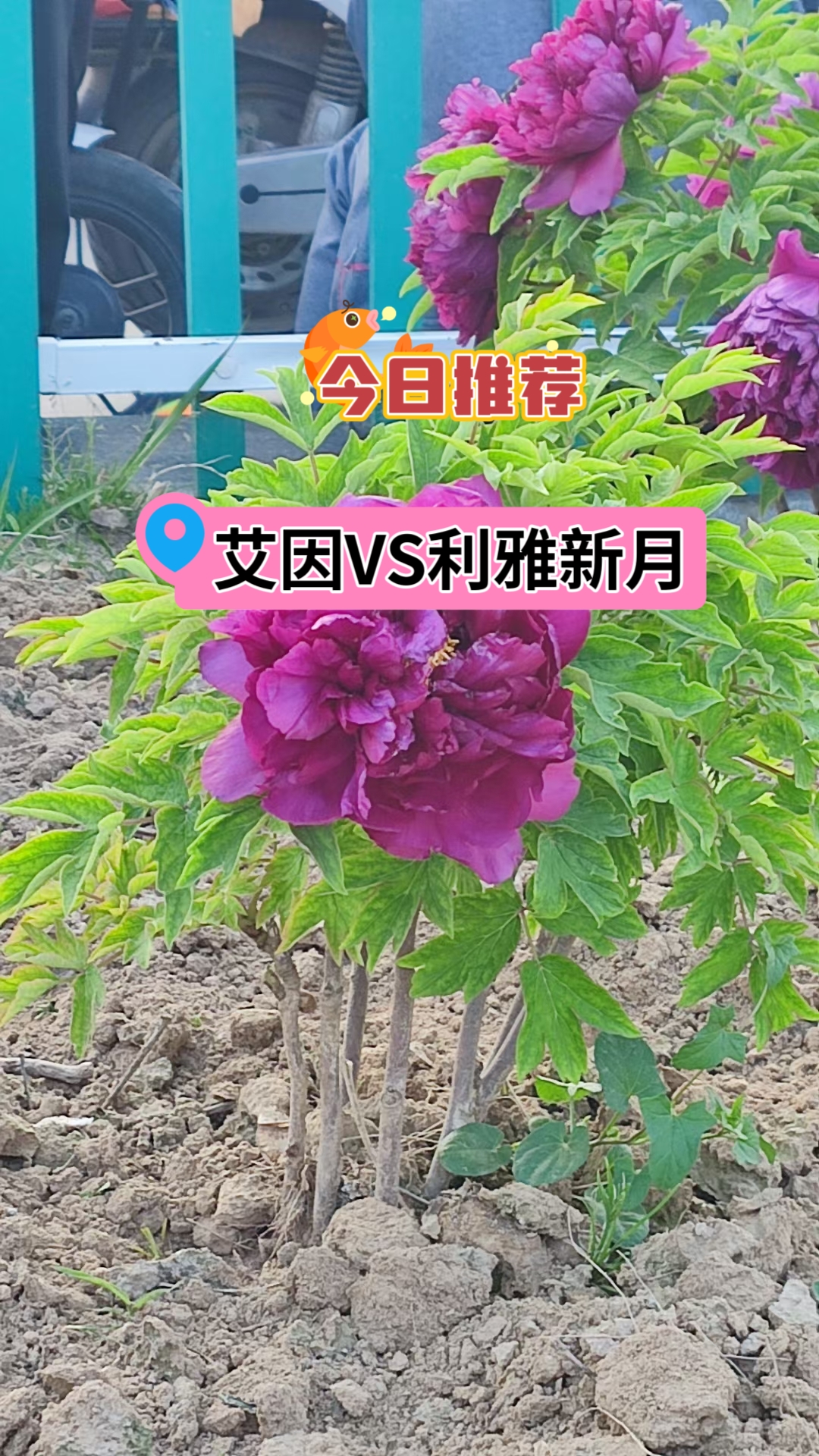 005 艾因VS利雅新月
阿尔艾因上轮联赛主场2比2平阿布扎比半岛，近四场正赛两平两负未尝胜绩。利雅得新业状态出色且稳定，近36场正赛豪取34胜2平的不败战绩。利雅得新月客场表现不次主场，近22个正赛