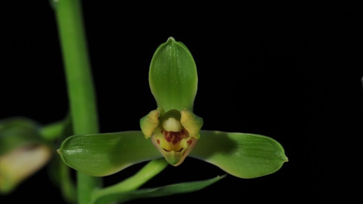 兰花赏析：蕙兰翠萼

翠萼是清朝末年（具体为1909年）出自浙江省杭州市富阳山，由江苏省无锡市兰友荣文卿选育而出。它是绿壳类荷形水仙瓣。叶姿半垂，叶最宽可达0.99cm，叶长可达58cm左右。

花葶