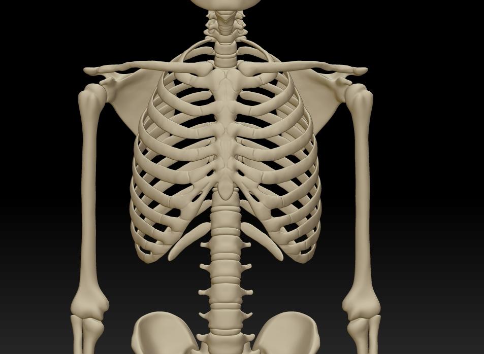 人体骨骼